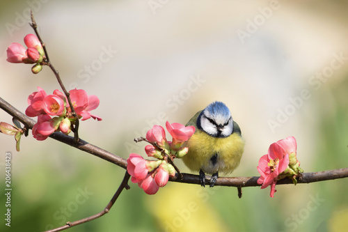 Fototapeta cute colorful bird perched on a peach-tree in blossom