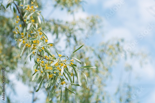 Elaeagnus angustifolia tree blooming photo