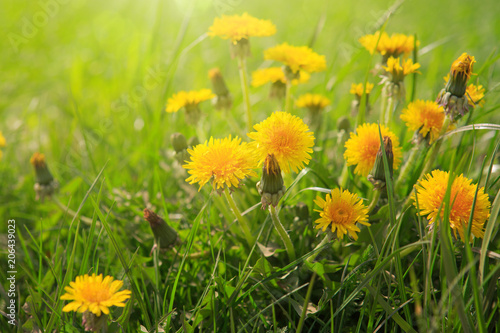 Fototapeta Naklejka Na Ścianę i Meble -  Dandelions field background on spring sunny day.