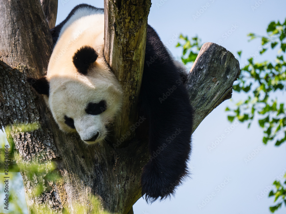 Obraz premium Panda Géant