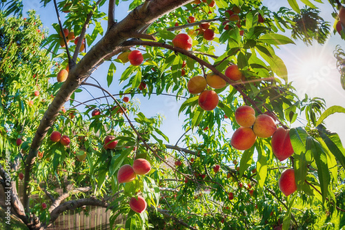 Φωτογραφία Upward view of peach fruits ripening on tree in the garden