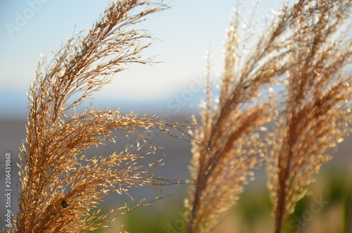 The tall grass blades of the grasslands in the great salt lake wetlands. 
