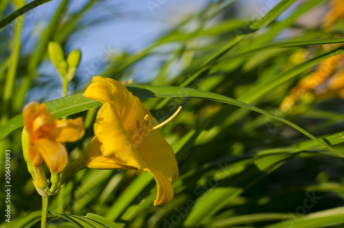 A beautiful wild yellow flower soaking up the springtime sun.  photo