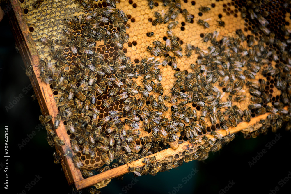 Honigbienen auf Honigwaben im Holzrahmen Honigbienen auf Honigwaben im Holzrahmen