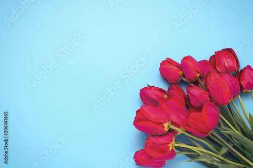 Fototapeta Naklejka Na Ścianę i Meble -  Bouquet of brightly red tulips on a blue background. Concept congratulations and gifts. Flat lay, top view