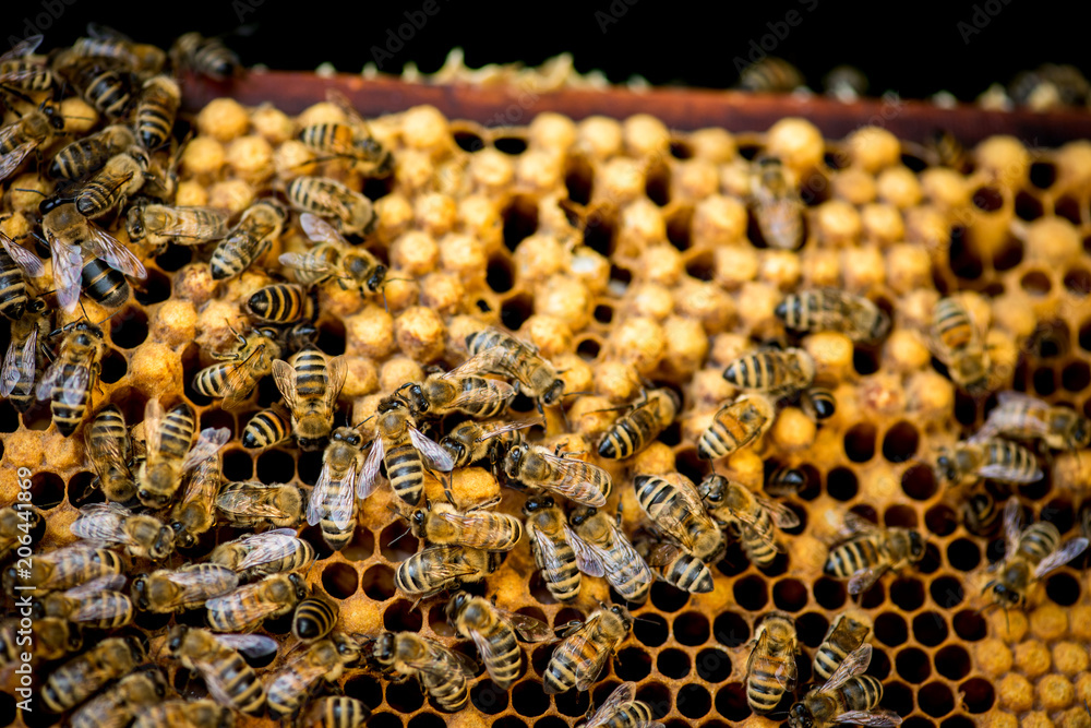 Drohnen, männliche Bienen auf Waben, zum Teil gedeckelt Drohnen, männliche Bienen auf Waben, zum Teil gedeckelt
