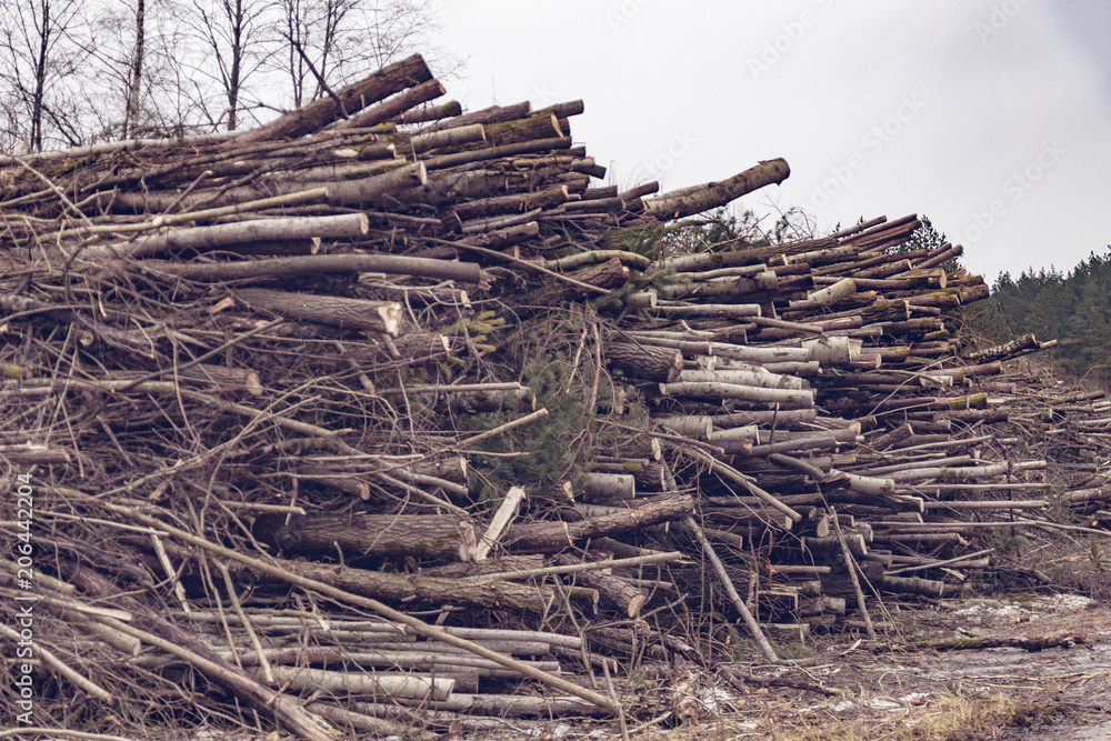 A huge heap of felled trees. The concept of ecology and nature protection