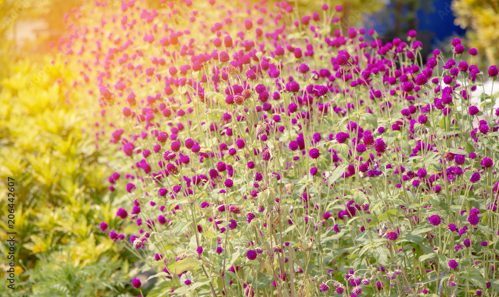 Close up beautiful flowers Close up beautiful flowers