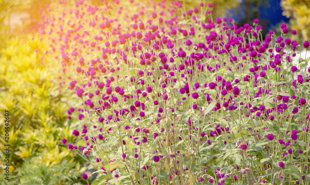 Close up beautiful flowers