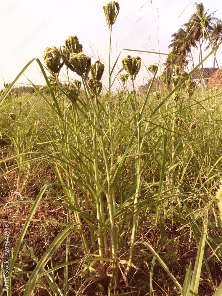 finger millet also known as Eleusine coracana, widely grown as cereal