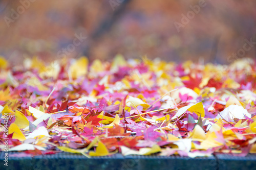 A colorful autumn leaf on the floor