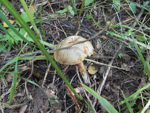 осенний гриб в траве