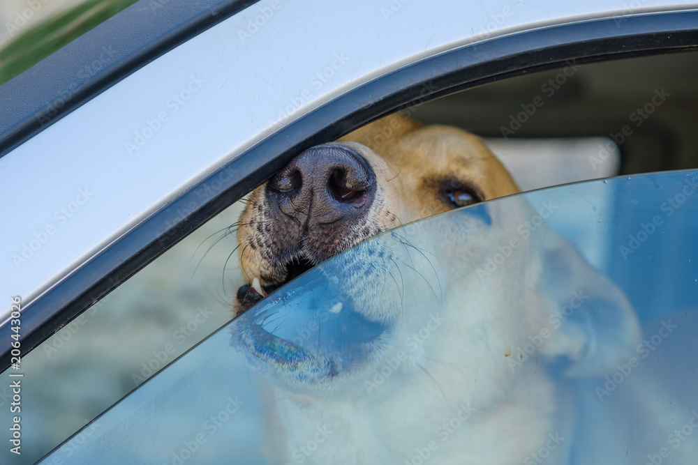 Un chien dans la voiture fermé, sortant son nez par la vitre entrouverte