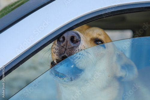 Obraz na płótnie Un chien dans la voiture fermé, sortant son nez par la vitre entrouverte w salonie