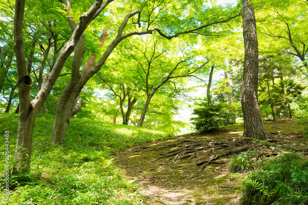 Obraz premium 森の中のハイキングトレイル