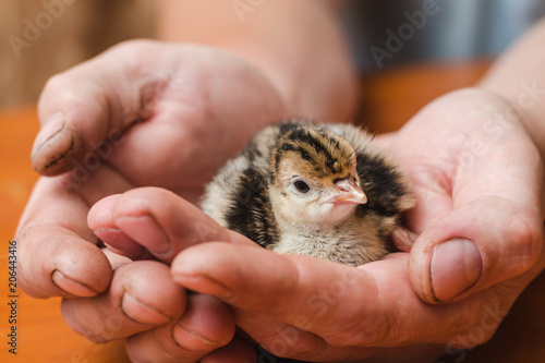 Newborn colored turkey in the rough hands of a farmer close-up