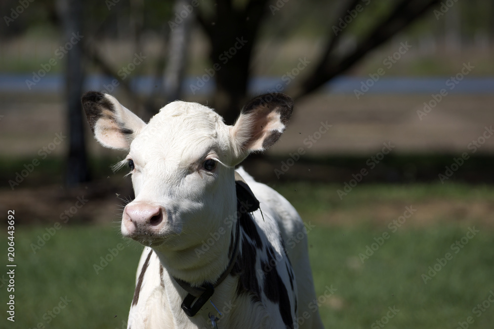 Young dairy calf