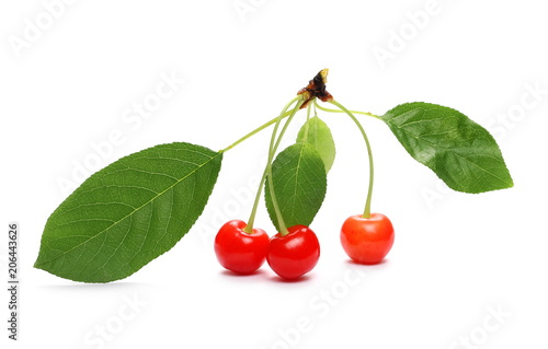 Fresh sour cherries isolated on white background