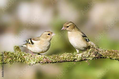 two greenfinches perched on a tree © simo