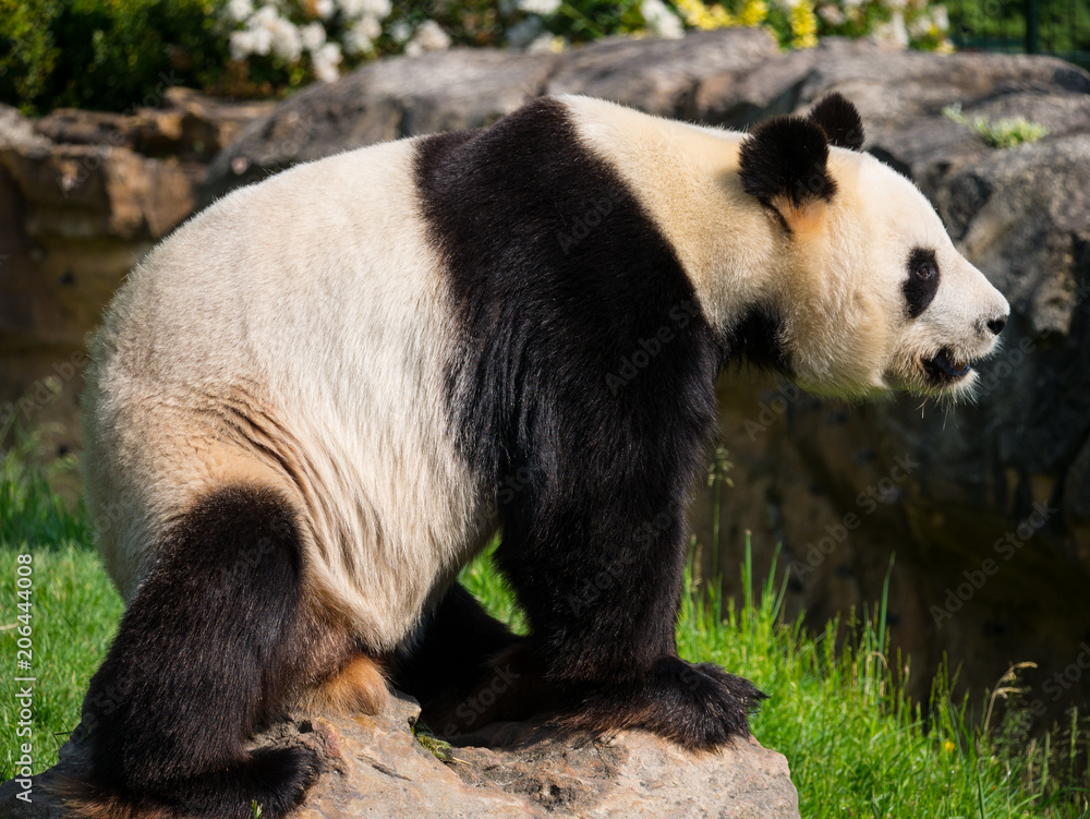 Fototapeta premium Panda Géant