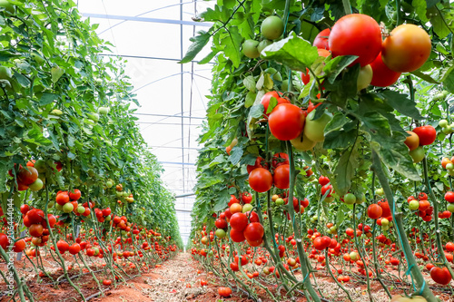 Fotografie Tomatoes field greenhouse