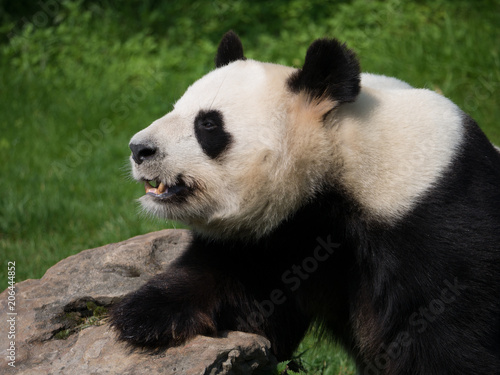 Panda Géant © photoloulou91