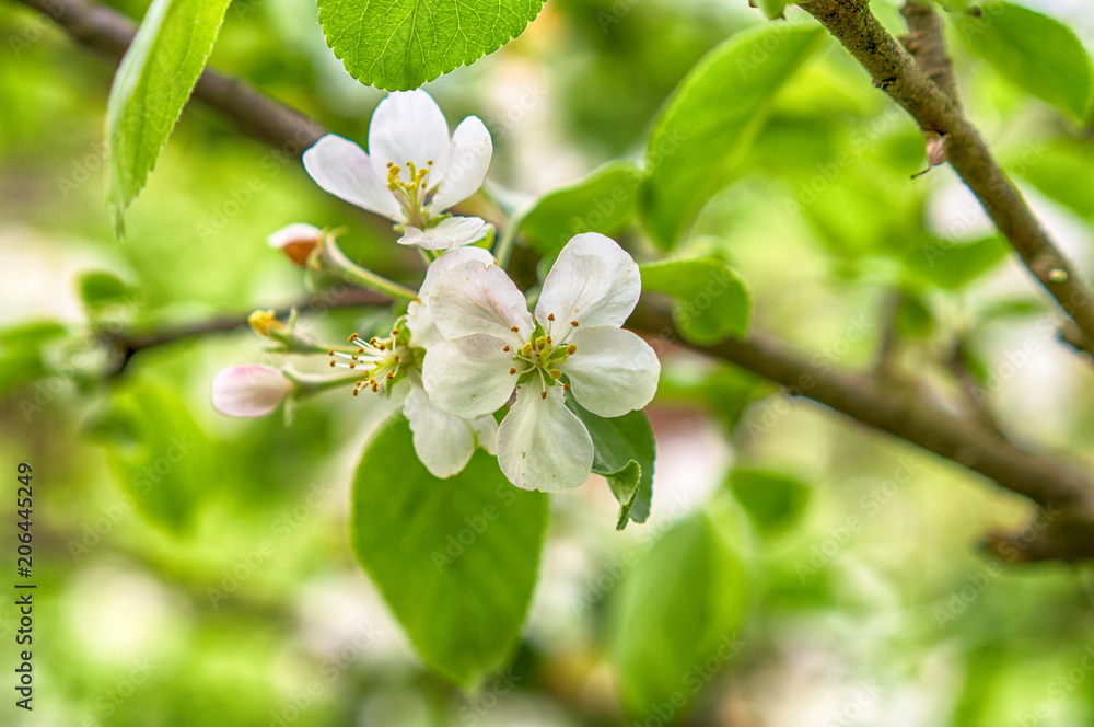 Fototapeta premium Blooming apple tree in spring time.
