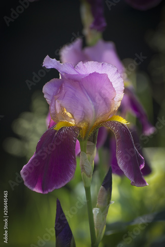 Fototapeta Naklejka Na Ścianę i Meble -  Beautiful iris - watercolor on textured paper. Bright colored petals with a delicate texture. Realistic classic painting.