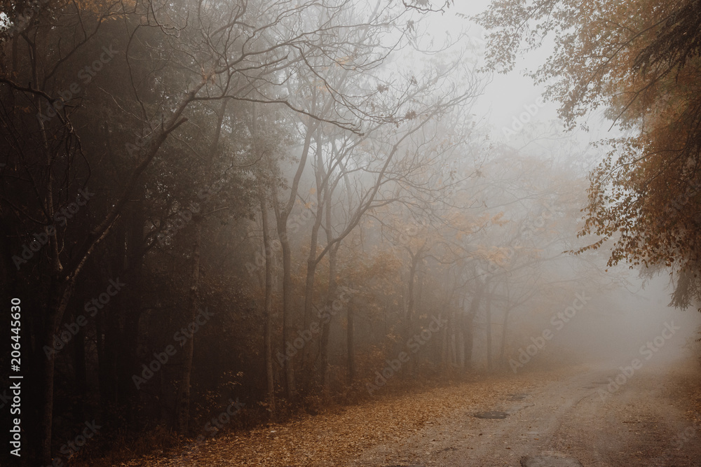 Obraz premium Beautiful view of a road in the middle of fog with trees at the sides and leaves on the ground