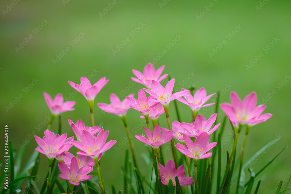 purple rain lily flower purple rain lily flower