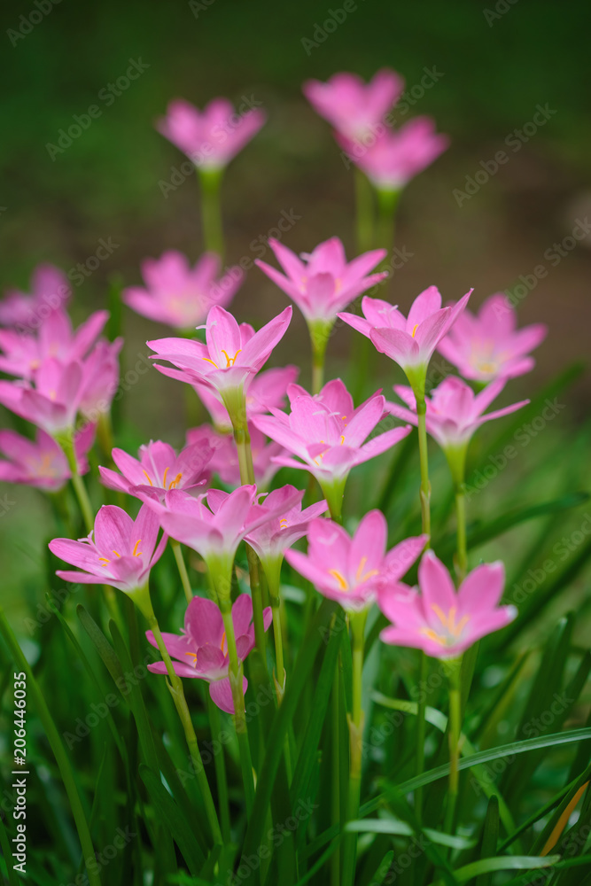 purple rain lily flower