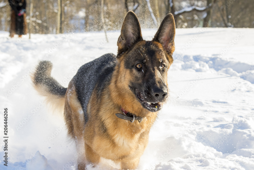 German Shepherd plays in the snow German Shepherd plays in the snow