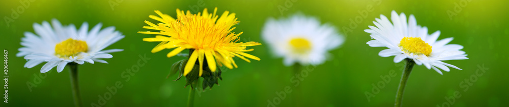 Yellow dandelion and white daisies background. Yellow dandelion and white daisies background.