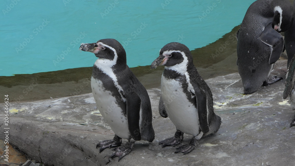 Obraz premium Humboldt penguins. Spheniscus Humboldti.
