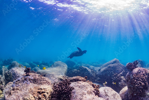 Fototapeta Naklejka Na Ścianę i Meble -  Turtle Swimming over Coral Reef