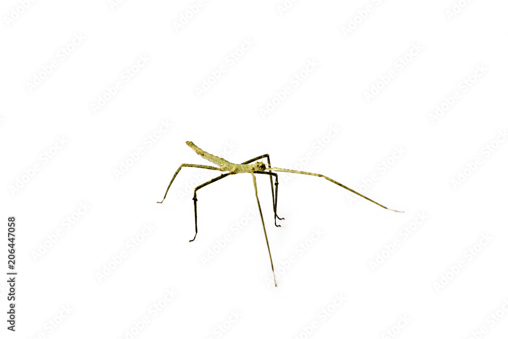 Annam Stick Insect. Annam Walking Stick. Annam Stick Insect. Annam Walking Stick.