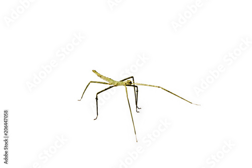 Annam Stick Insect. Annam Walking Stick.