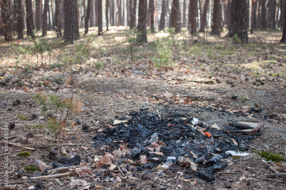 Obraz premium Empty camp stop with fireplace in the forest