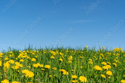 Fototapeta Naklejka Na Ścianę i Meble -  Yellow dandelion flowers under blue sky