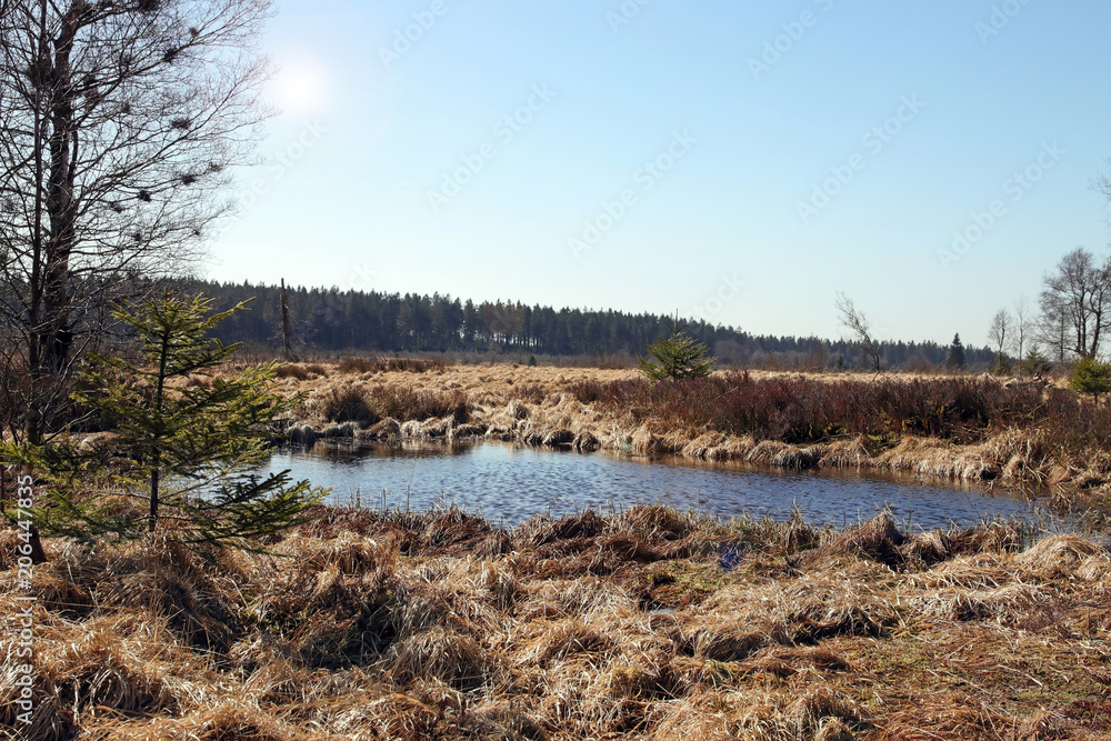 sumpflandschaft hohes venn