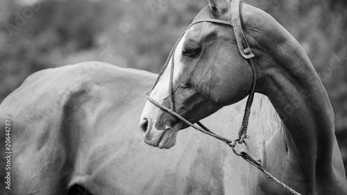 Portrait of a horse looking back. Black-and-white image