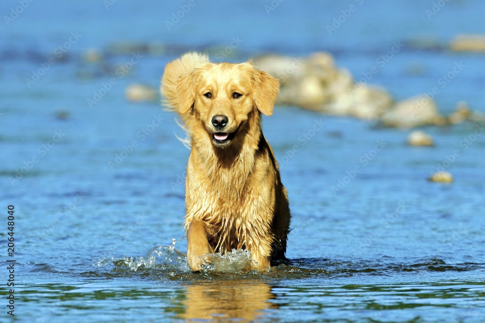 Golden Retriever playing in blue river water. Golden Retriever playing in blue river water.