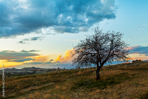 Sunset and lonley tree in the field