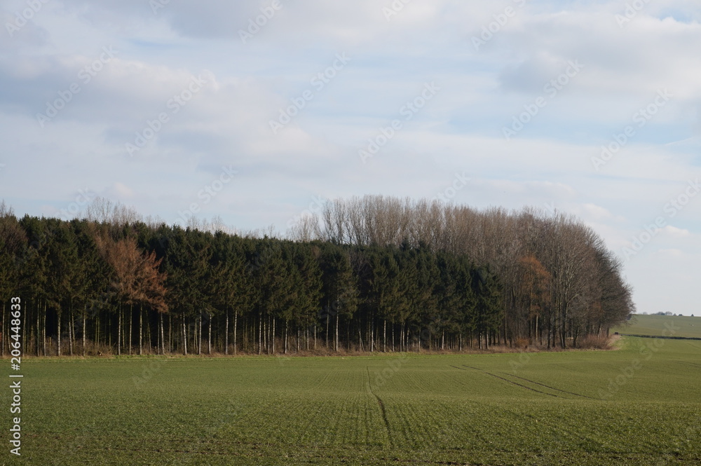 Fototapeta premium Bois