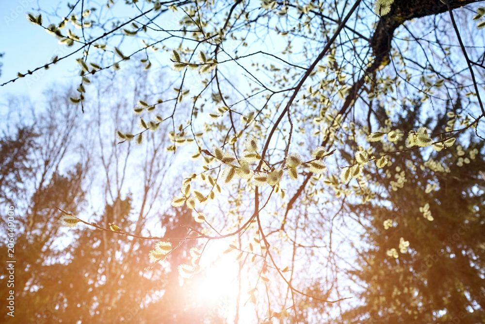 Spring. Flowering pussy willow branch on natural blurred background. Spring. Flowering pussy willow branch on natural blurred background.