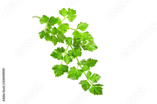 Fresh green parsley bunch with water drops, isolated on white background