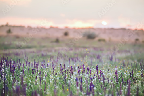 A beautiful meadow with different wildflowers and flowers of sage at sunset. 
