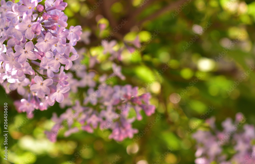 Purple lilac blooming on green background