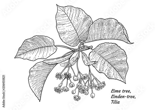 Linden tree flower and leaf illustration, drawing, engraving, ink, line art, vector