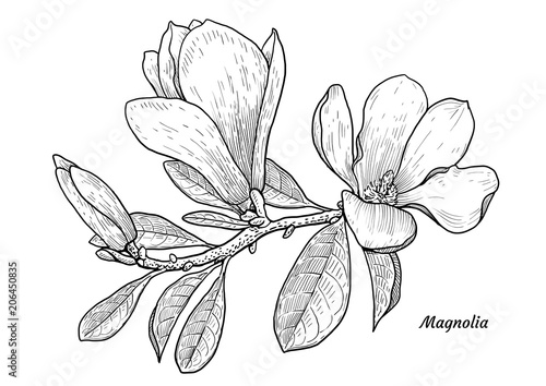 Magnolia flower illustration, drawing, engraving, ink, line art, vector
